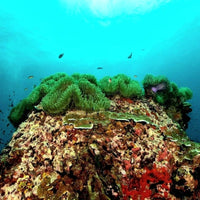underwater-naturalist-diver-green-coral-in-koh-tao