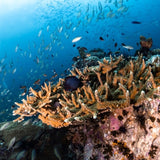 naturalist-reef-coral-and-fish-in-koh-tao