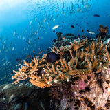 fish-in-hard-corals-underwater-naturalist-specialty-padi-course