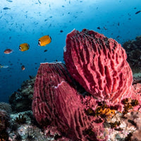 naturalits-dive-sponge-and-fish