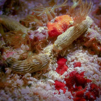 nudibranch-koh-lipe-dive