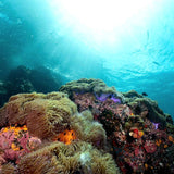 open-water-diver-course-coral-landscape