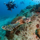 open-water-diver-course-meeting-with-the-turtle