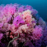 pink-coral-dive-in-koh-tao