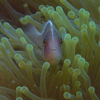 poisson-clown-dans-anemone