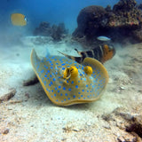 ray-blue-spotted-in-koh-tao