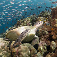    tortue-coral-grand-divers