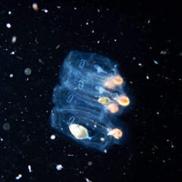 underwater-photography-specialty-course-macro-mode-micro-organism